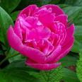 peony-2